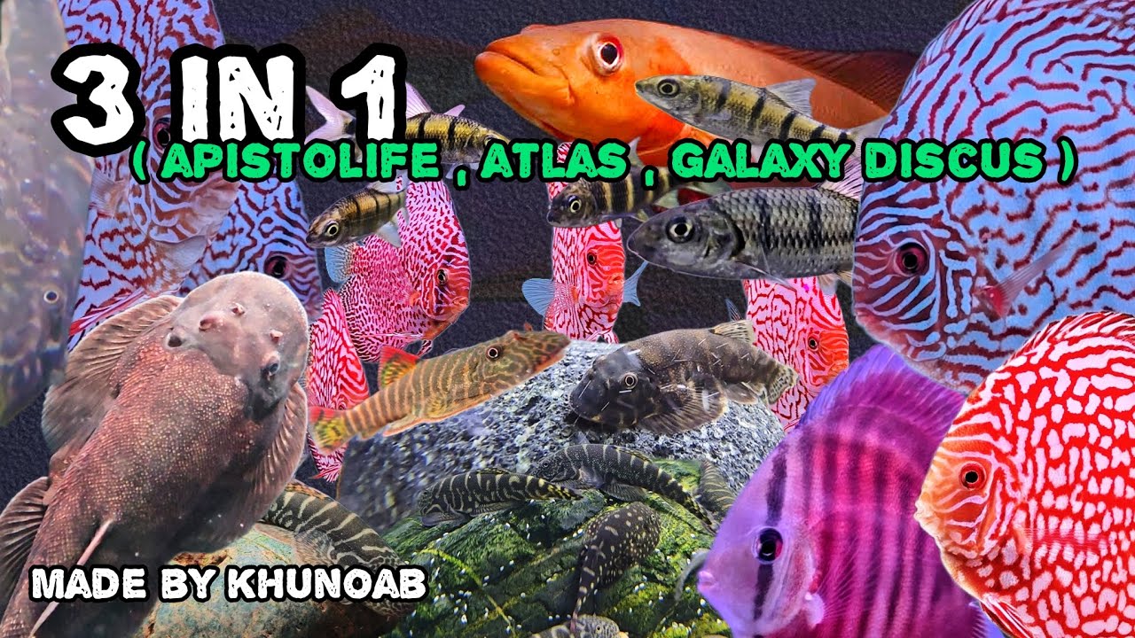 3 in 1 ❤️ ( Apistolife , Atlas , Galaxy Discus ) | รวบมัน 3 ร้านไปเลย !!!
