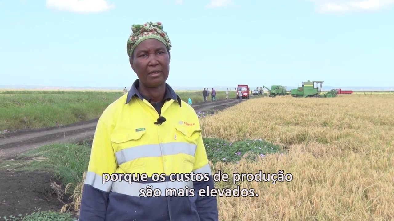 Colheita do arroz no Xai-Xai - Regadio de Baixo Limpopo (RBL)