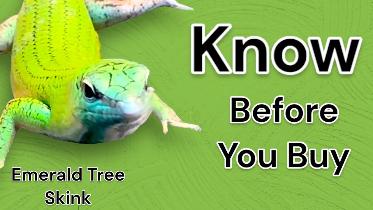 Что нужно знать о Emerald Tree Skink перед покупкой!