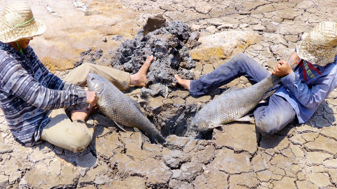 Find Secret Hole Fish In Dry Season | They Caught Giant Fish From UNDERGROUND Dry Mud