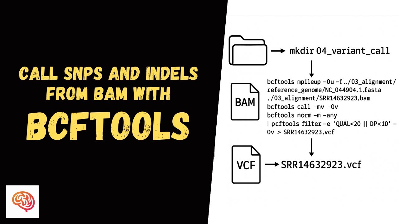 How to Call High Quality SNPs and InDels from BAM Files with BCFtools &ndash; CLI NGS Tutorial #8
