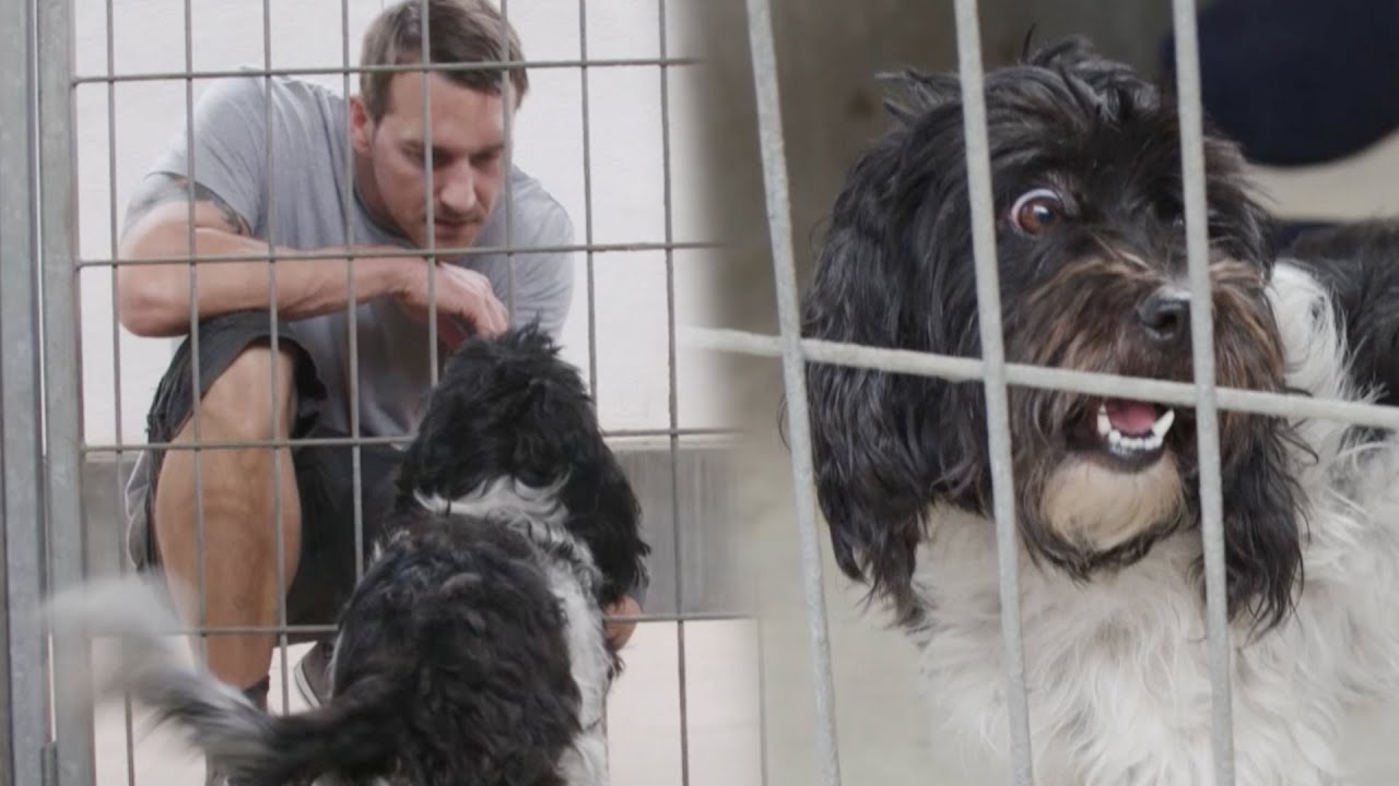 Rescuing a Mystery Mutt at the Shelter | Lucky Dog