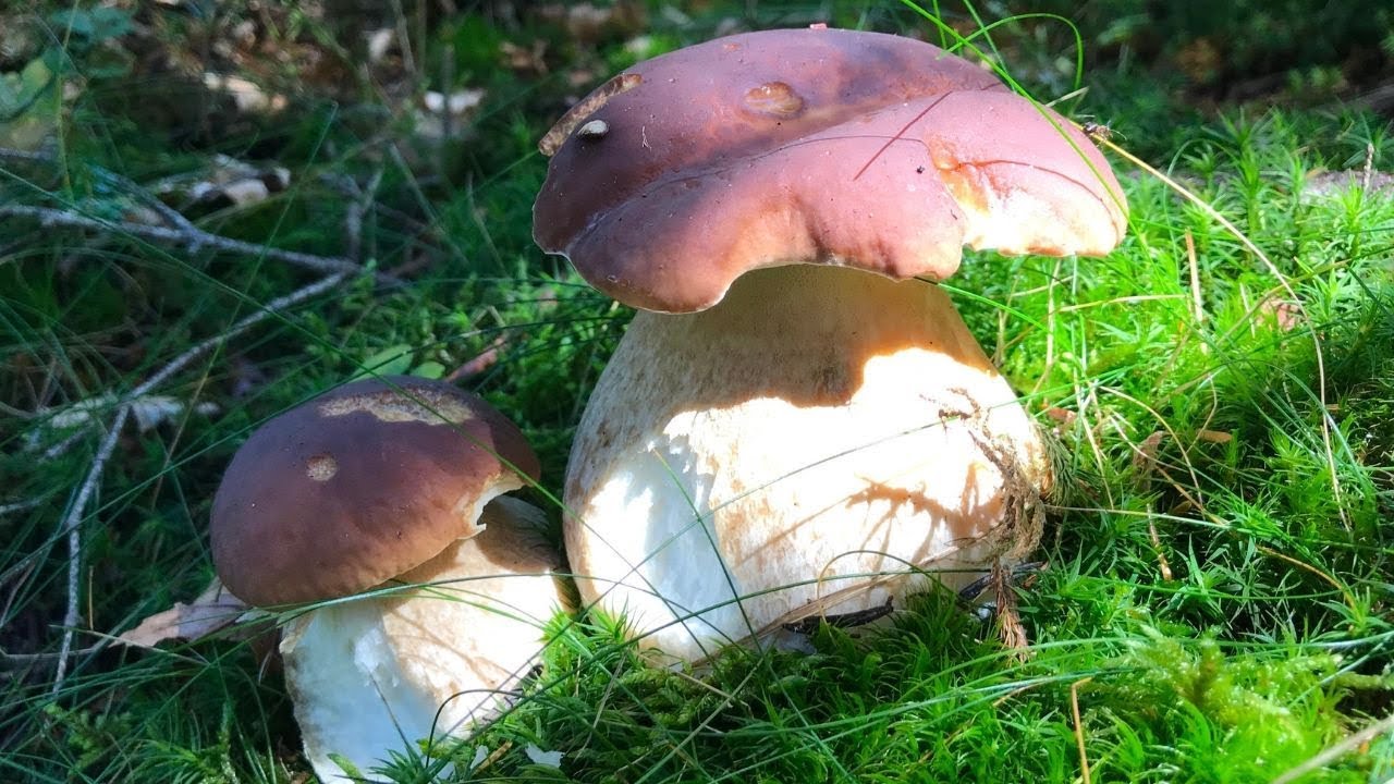 FUNGHI PORCINI - BELIN CHE FREDDO !!!