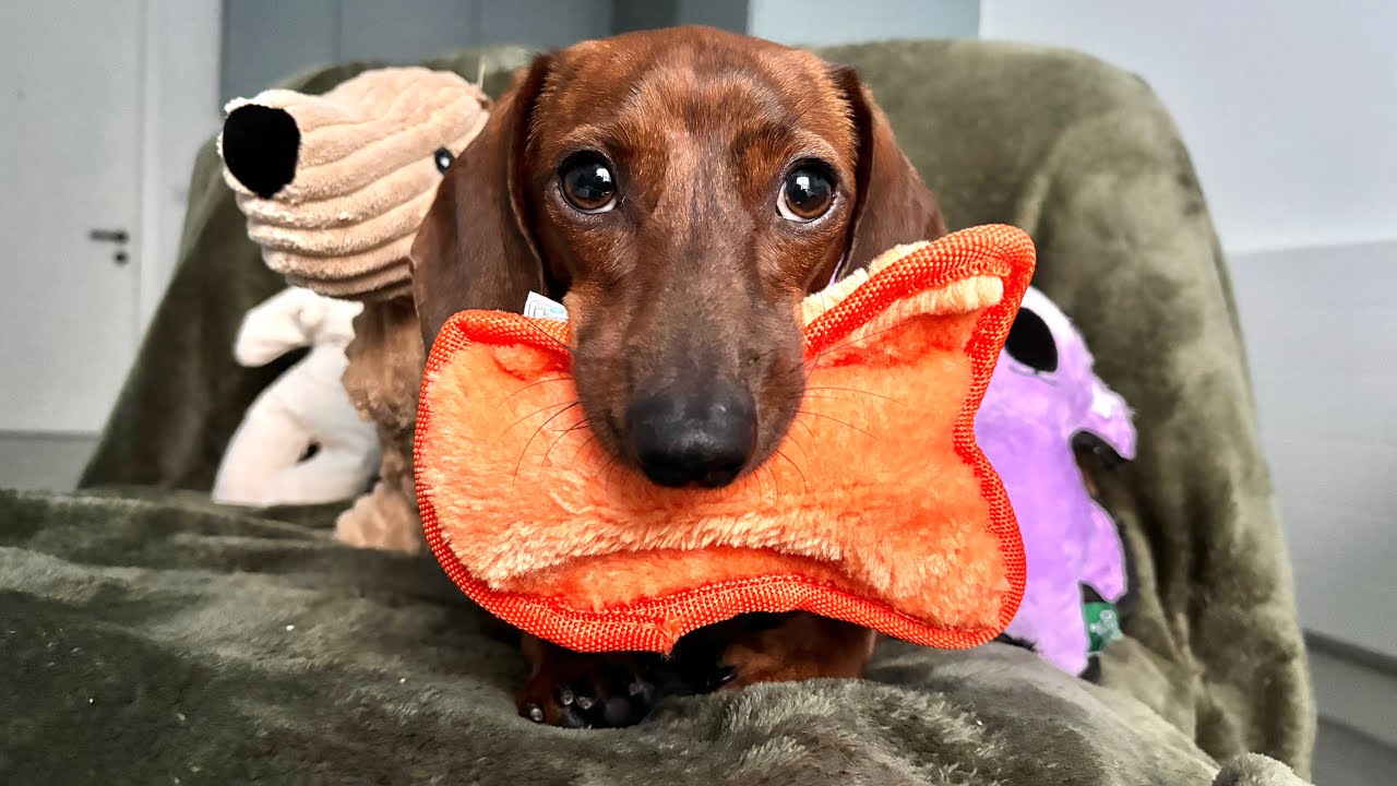 Mini dachshund reunites with his favorite old toys