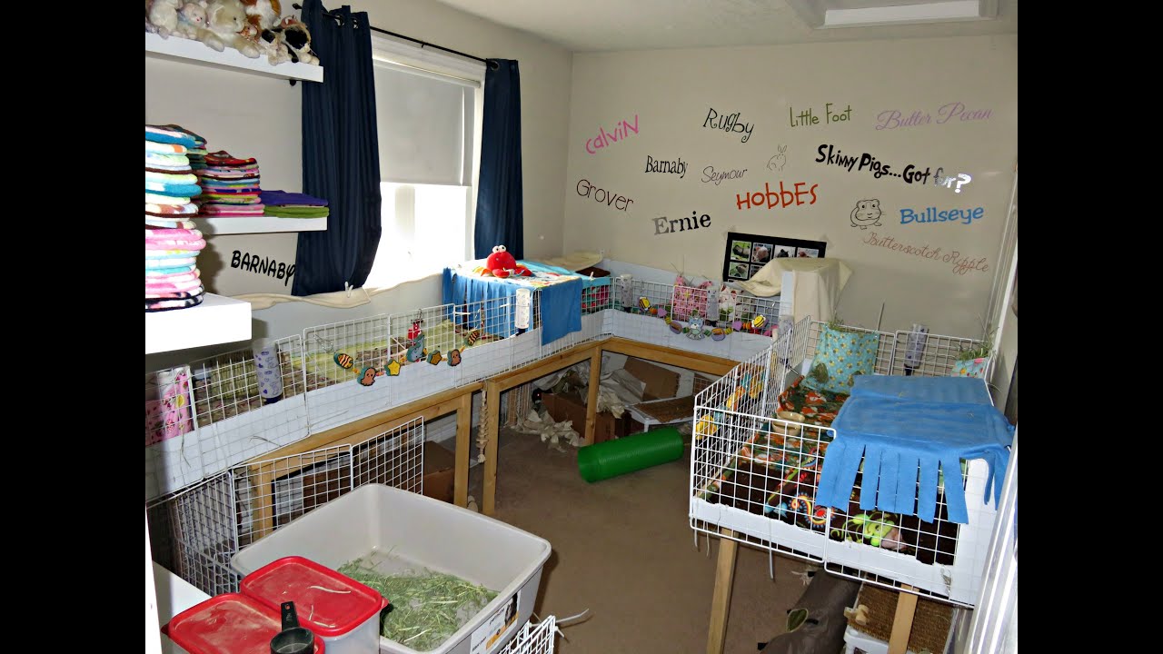 2016 Room Tour: C&C Cages (6 Guinea Pigs & 1 Rabbit)