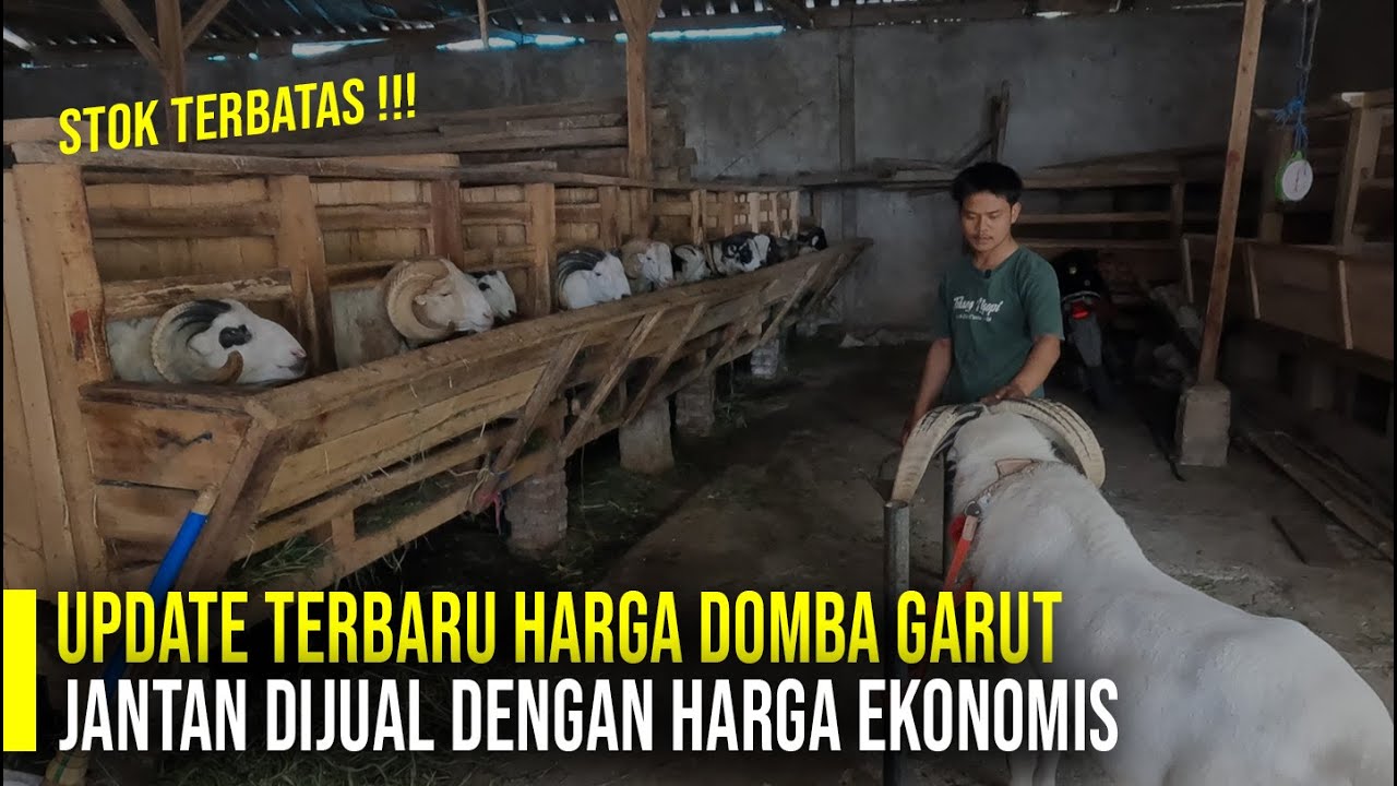 Murah Tapi Gak Murahan, Harga Domba Garut Jantan di Abidin Farm Ekonomis Dan Berkualitas