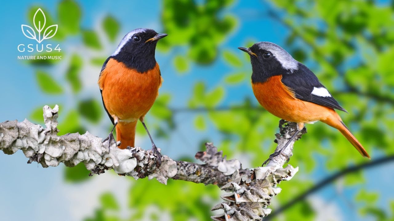 Bird Sounds | Natural Sounds for Peaceful Mind and Sleep -  Restoration Of The Nervous System
