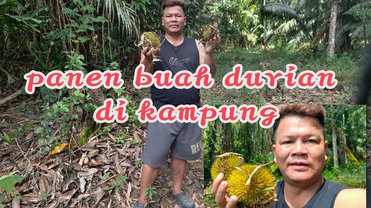 Panen buah durian// orang kampung cakap banyak monyet 🐒🐒