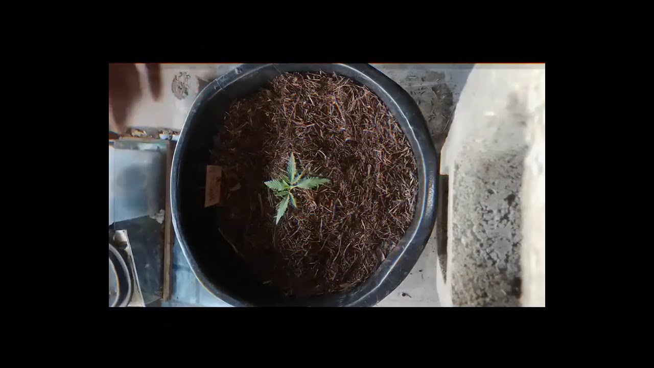 Trinidad and Tobago home grown Cannabis White Ice Fem: Transplanting. 17/05/2020