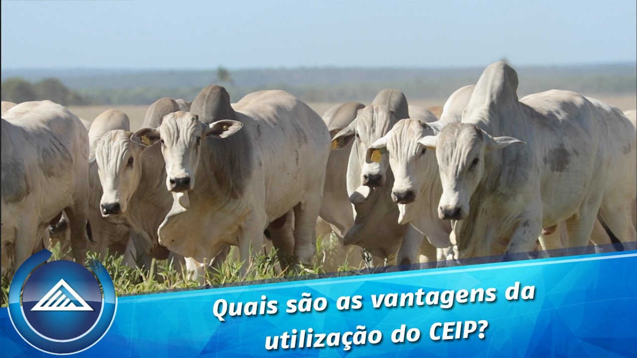 Quais s&atilde;o as vantagens da utiliza&ccedil;&atilde;o do CEIP?