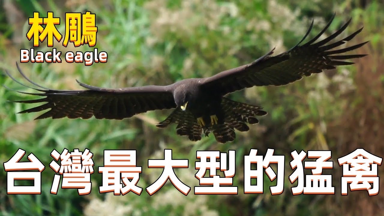 【老K探討】｜Black eagle｜魅影般的存在！最具有氣質的猛禽！賞鷹人士最愛的鷹種！