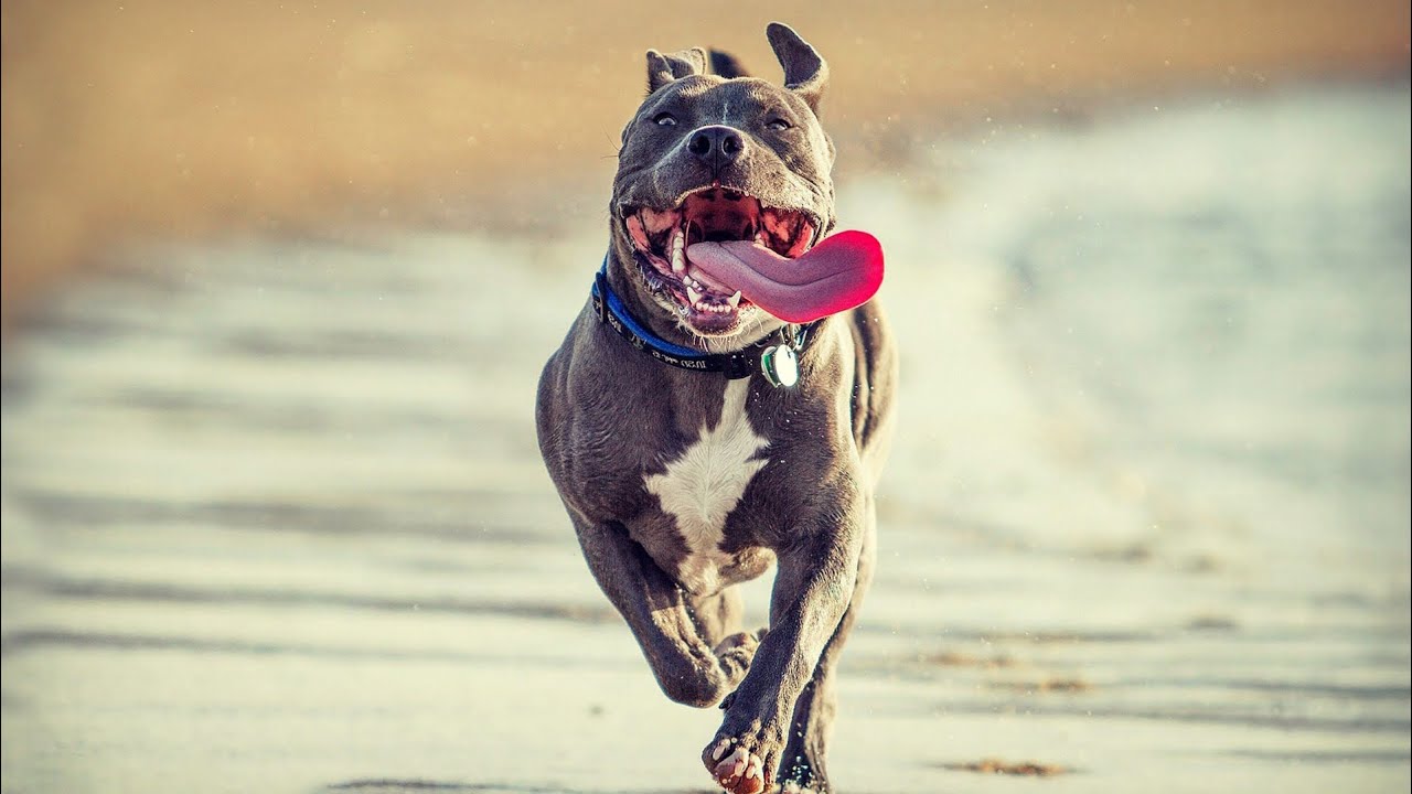 Funny Pitbull Compilation 2020 || Cutest Funny Pitbull Videos ( PART 2 )