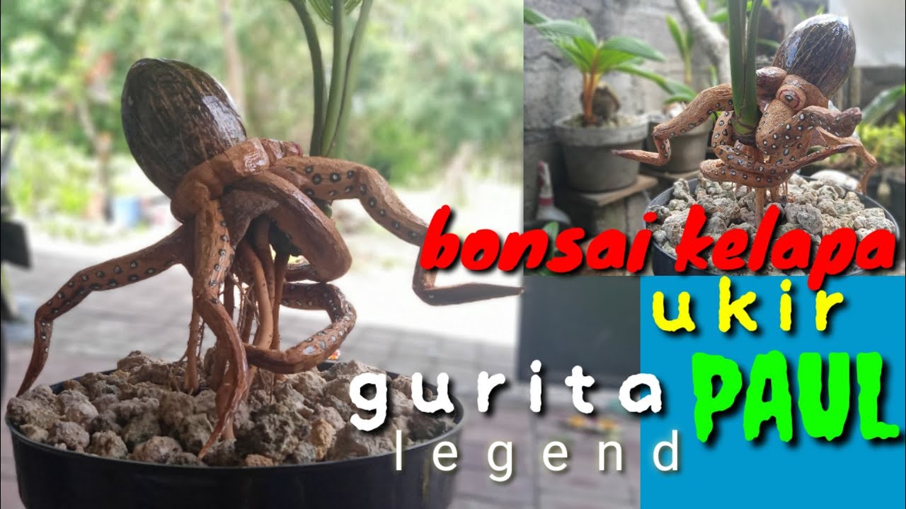 membuat bonsai kelapa batok ukir legenda gurita paul//mencengkeram bonkla//gurita fenomenal