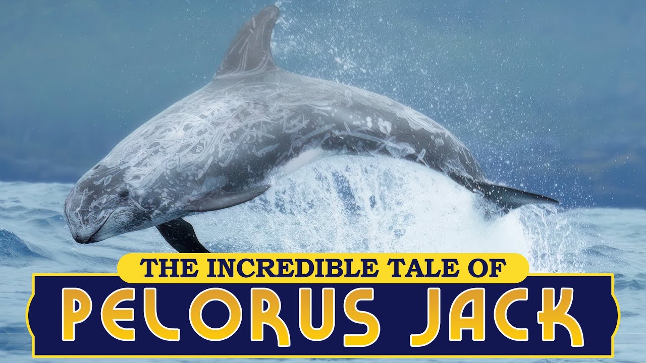 Pelorus Jack | The Most Famous Dolphin in Maritime History | Nautical Depths