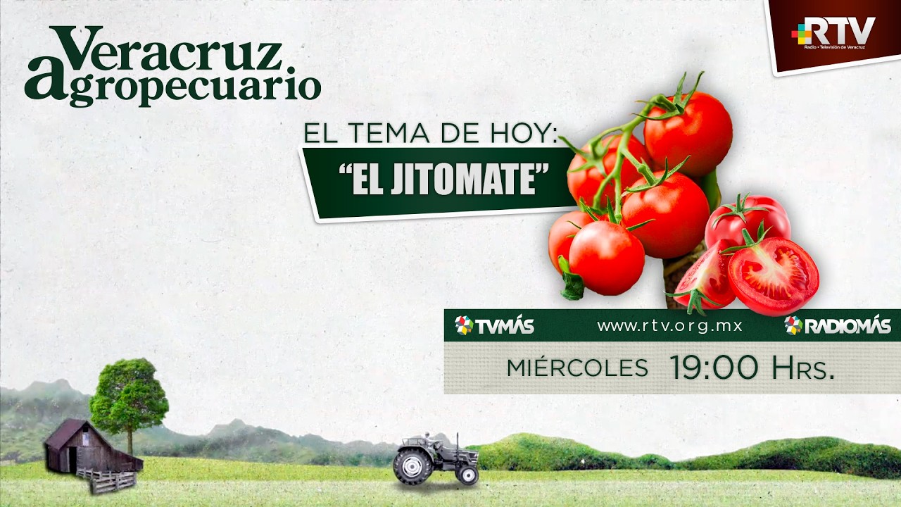 Veracruz Agropecuario - Hablemos del Jitomate