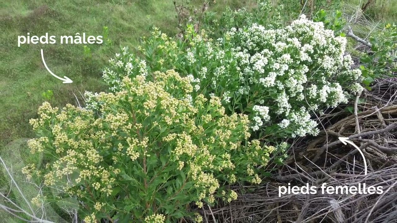 La lutte contre le Baccharis, une espèce exotique envahissante en estuaire de Vilaine.