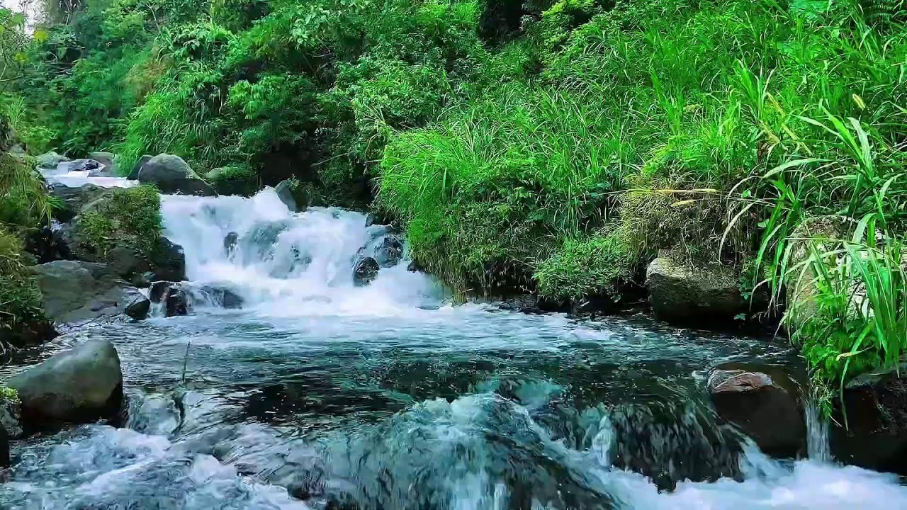 Mountain Stream Flowing Water Sounds, Forest River, Sleep