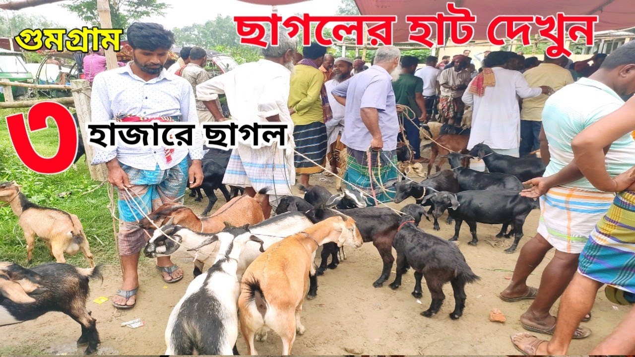 ঈদ ধামাকা গুমগ্রাম হাটের ছাগলের বাজার দর। ৩ হাজার টাকায় ছাগল। এলিয়েন ছাগল।।