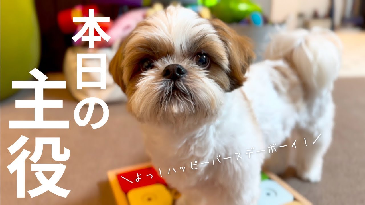 【シーズー】８歳🎂ハッピーバースデーボーイの1日🐶朝からいろんな初めて集めてみました！【犬Vlog】