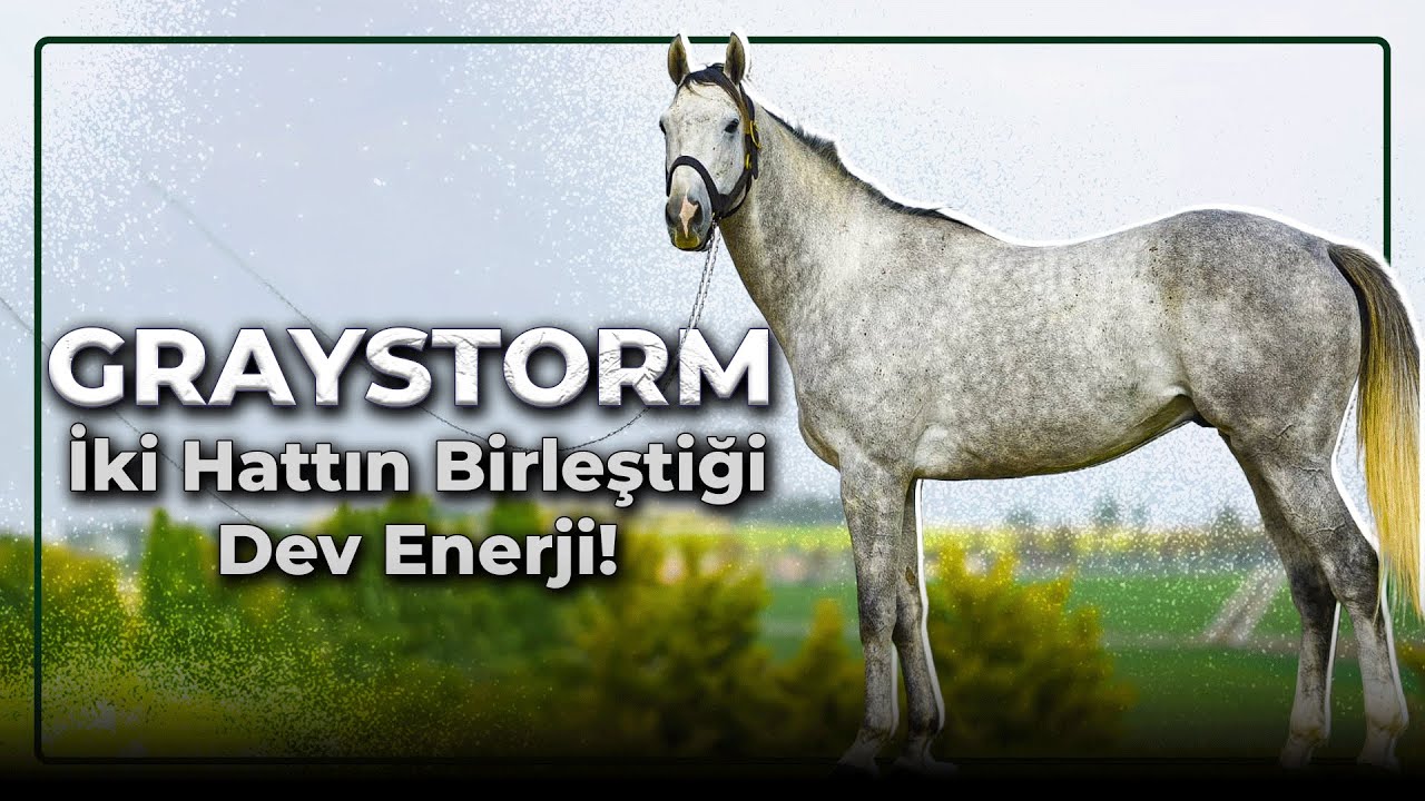 Graystorm'un Sırrı Ne? &Ccedil;ift Taraflı Pedigri G&uuml;c&uuml;!