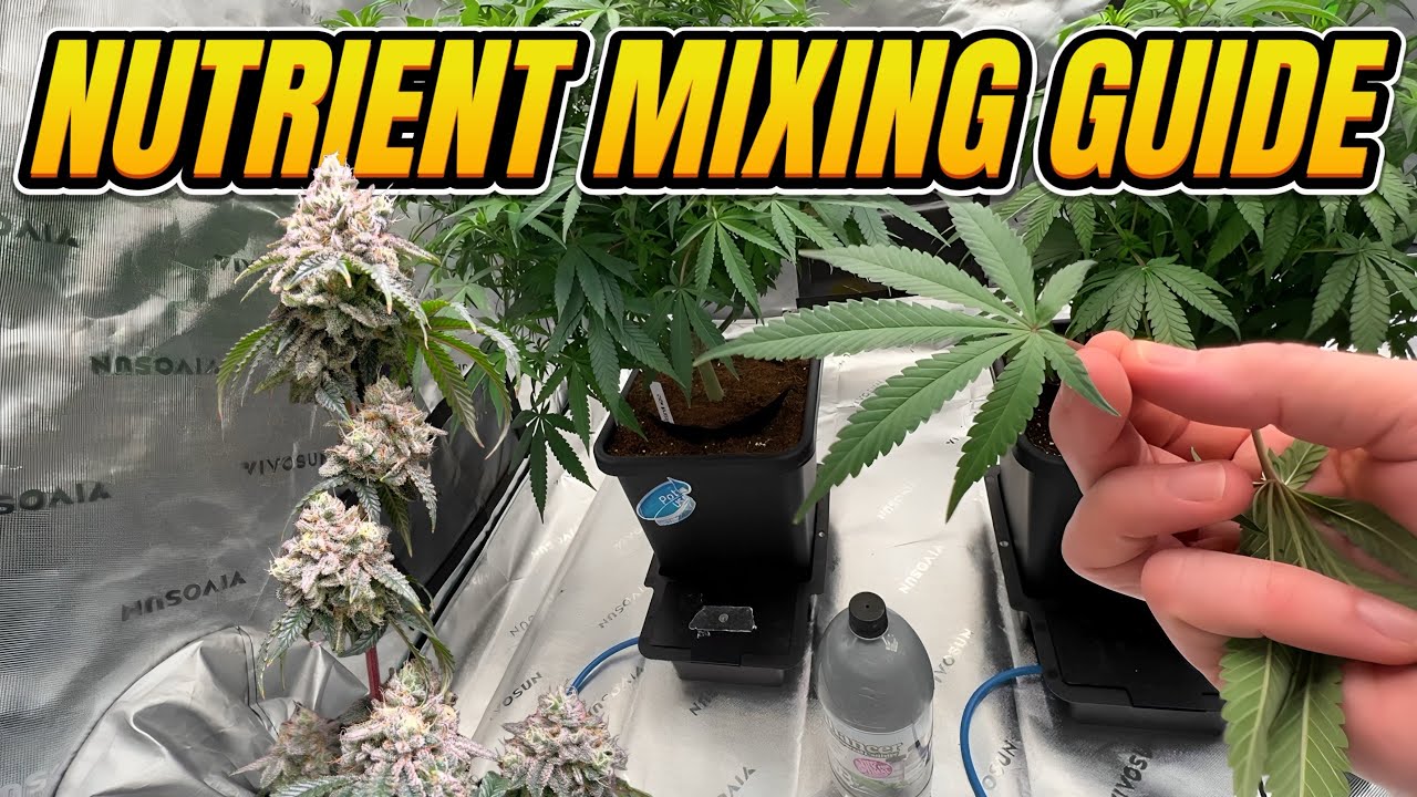 Как кормить систему AutoPot