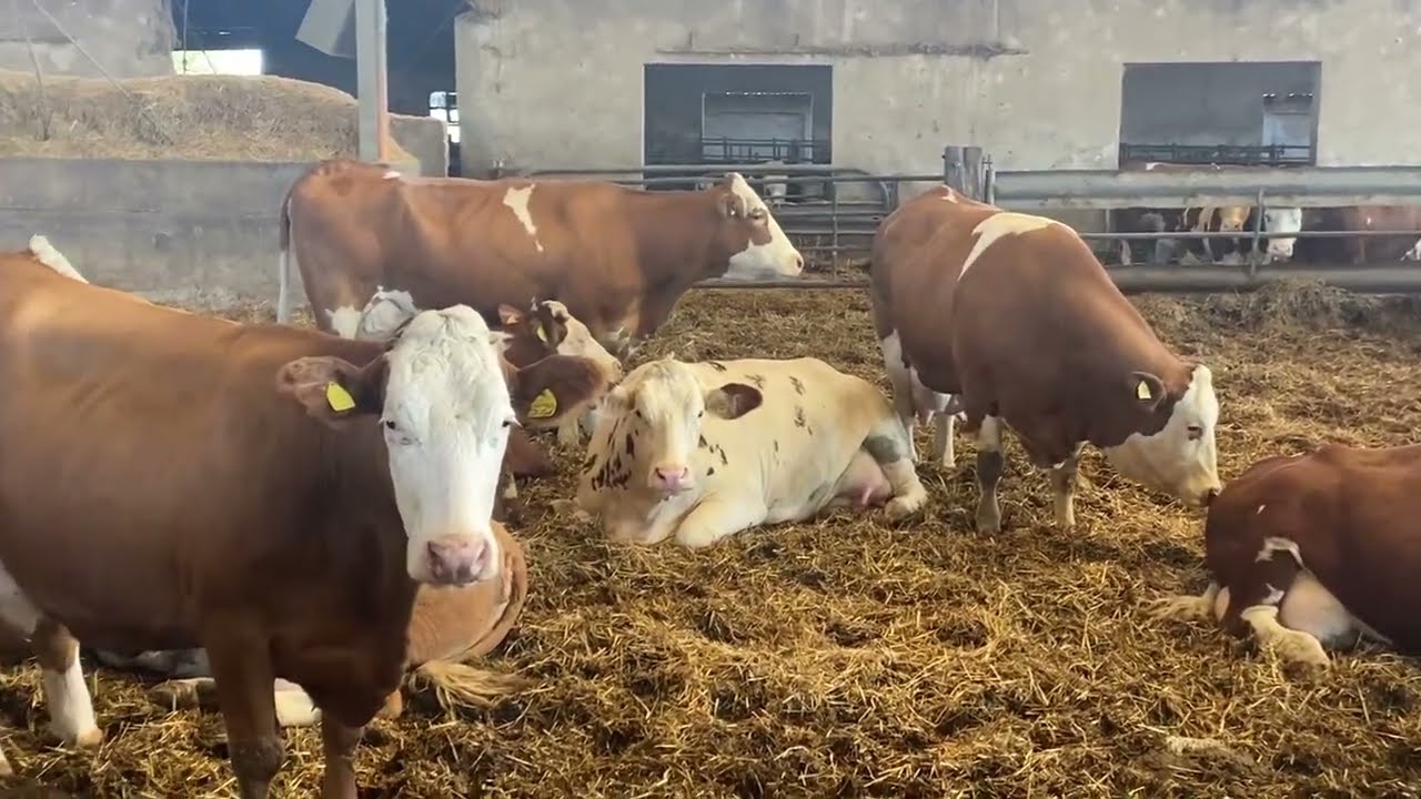 SÜPER BİR SIMENTAL İŞLETMESİ #simental #cow #farming