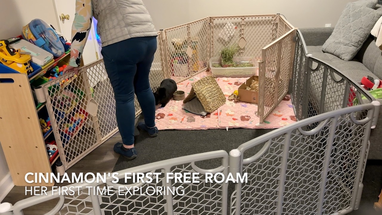 I Gave My Foster Bunny Free Roam...Her Reaction