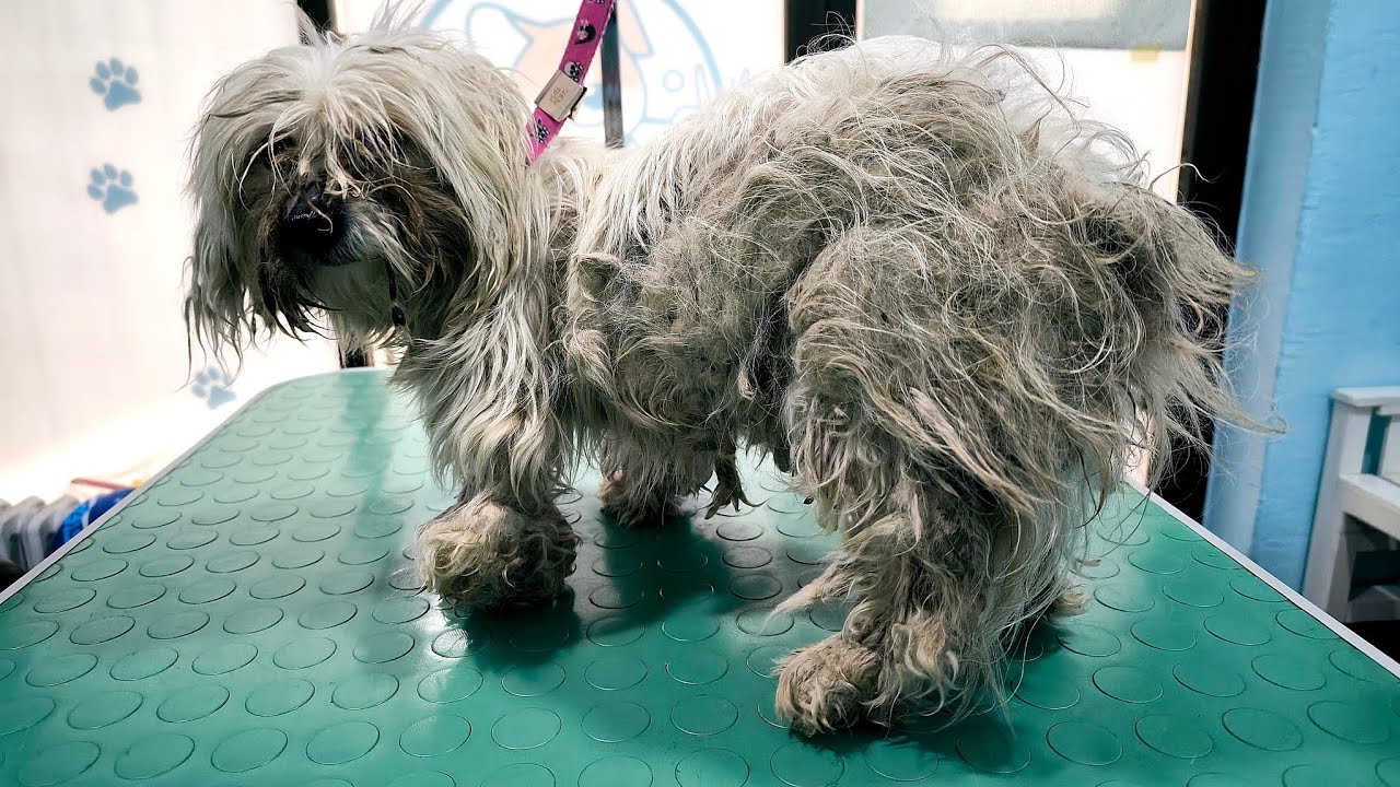 This Matted Dog Had Hundreds Of Fleas