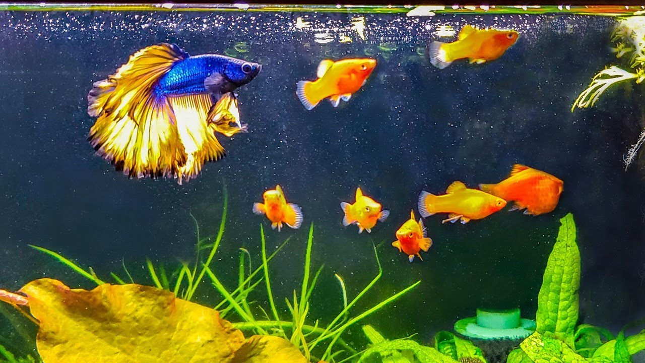 How to Introduce a New Betta to Your Community Tank