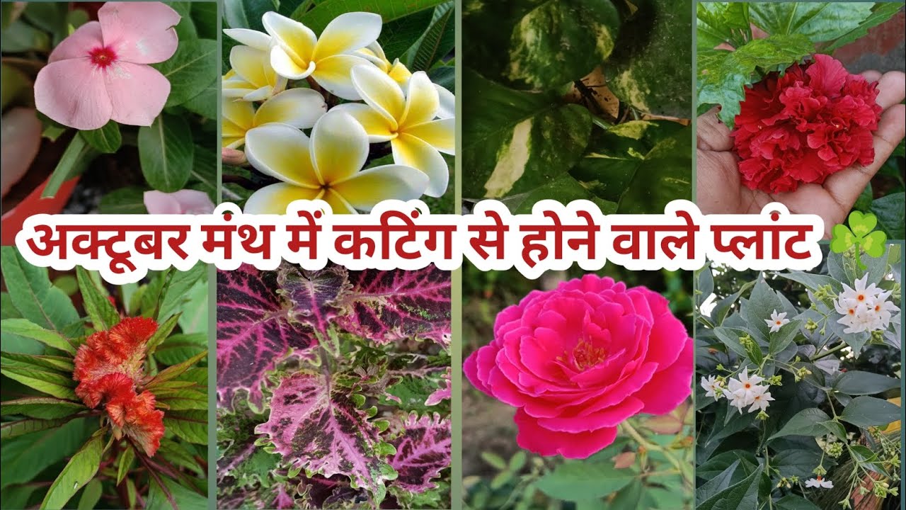 अक्टूबर/नवंबर में कटिंग से ग्रो होने वाले फूल वाले पौधे||Permanent Flowering Plant Grow By Cutting