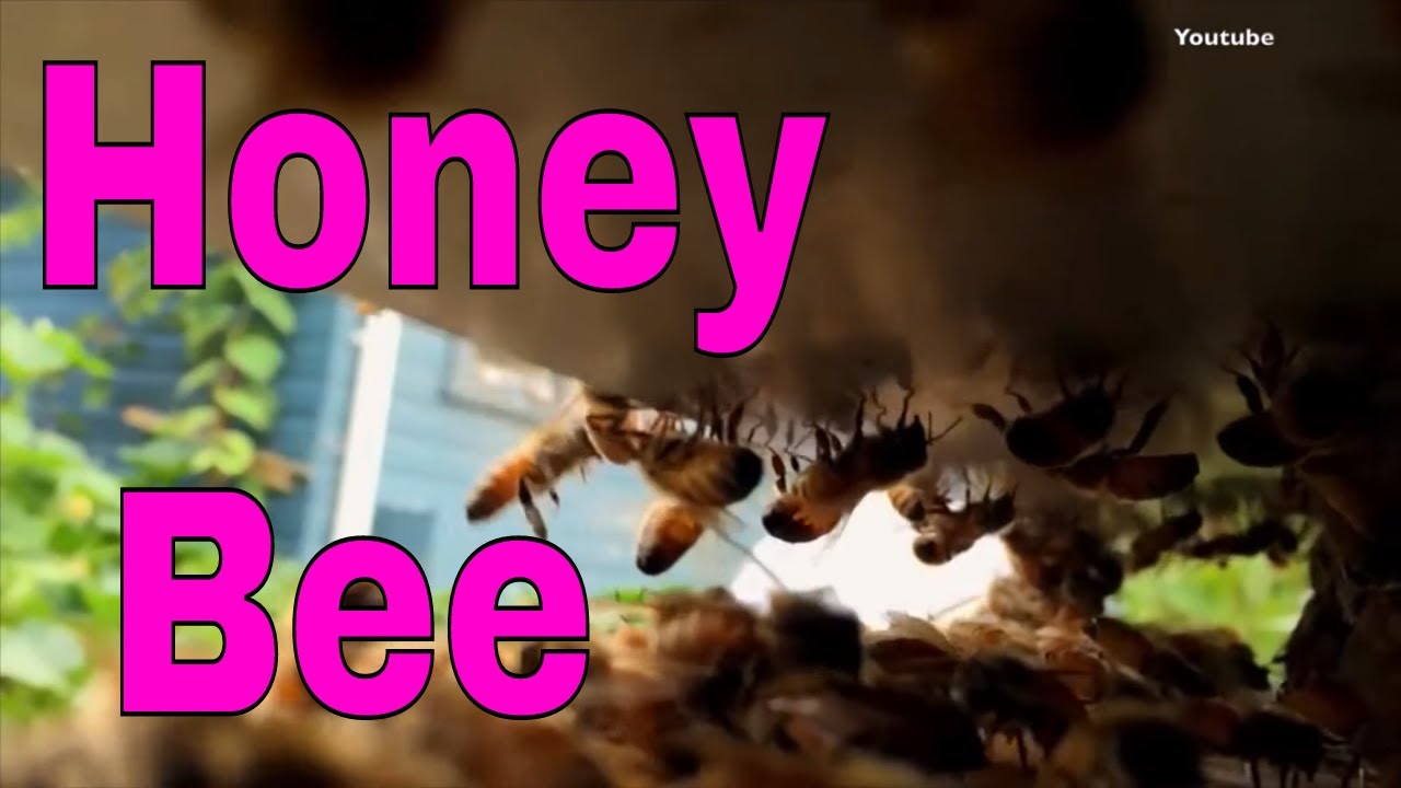 Apicultura - Miel de abeja - BeeVlog