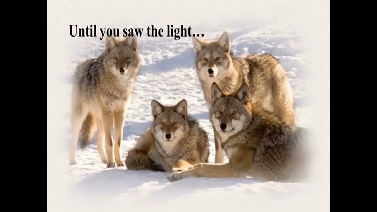 Wolf Tributes(Compilation)(Reupload)