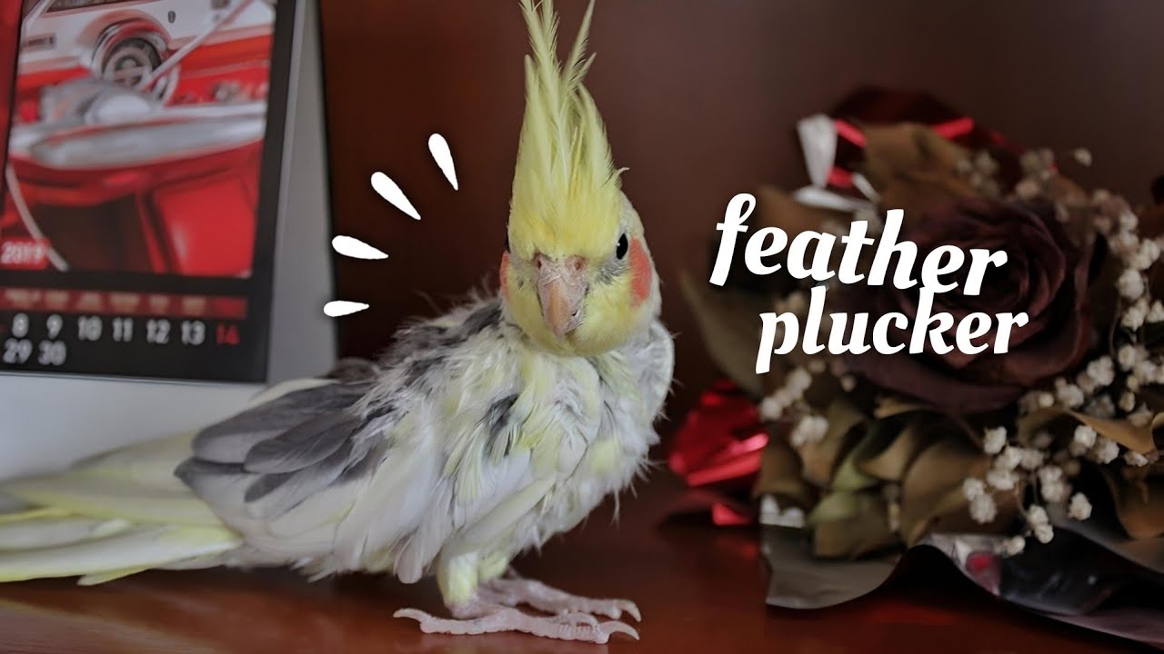 Ringo's Recovery After Feather Plucking