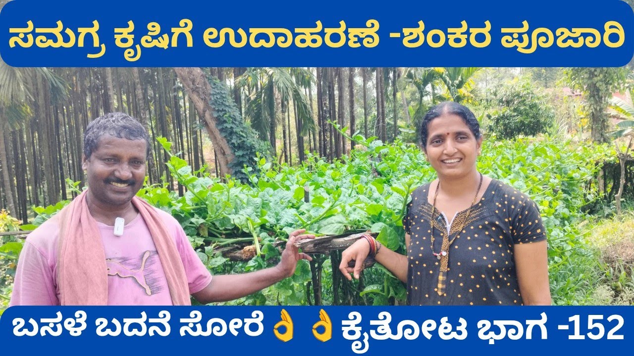 ಬೆಳ್ತಂಗಡಿಯಲ್ಲಿ ಬೆಳೆದ ಬಸಳೆ ಬೆಂಗಳೂರಿನಲ್ಲಿ ಮಾರಾಟ⁉️ ಕೃಷಿಯೊಂದಿಗೆ ತರಕಾರಿ ಬೆಳೆ ಅತ್ಯುತ್ತಮ ಆದಾಯ@ಶಂಕರ ಪೂಜಾರಿ