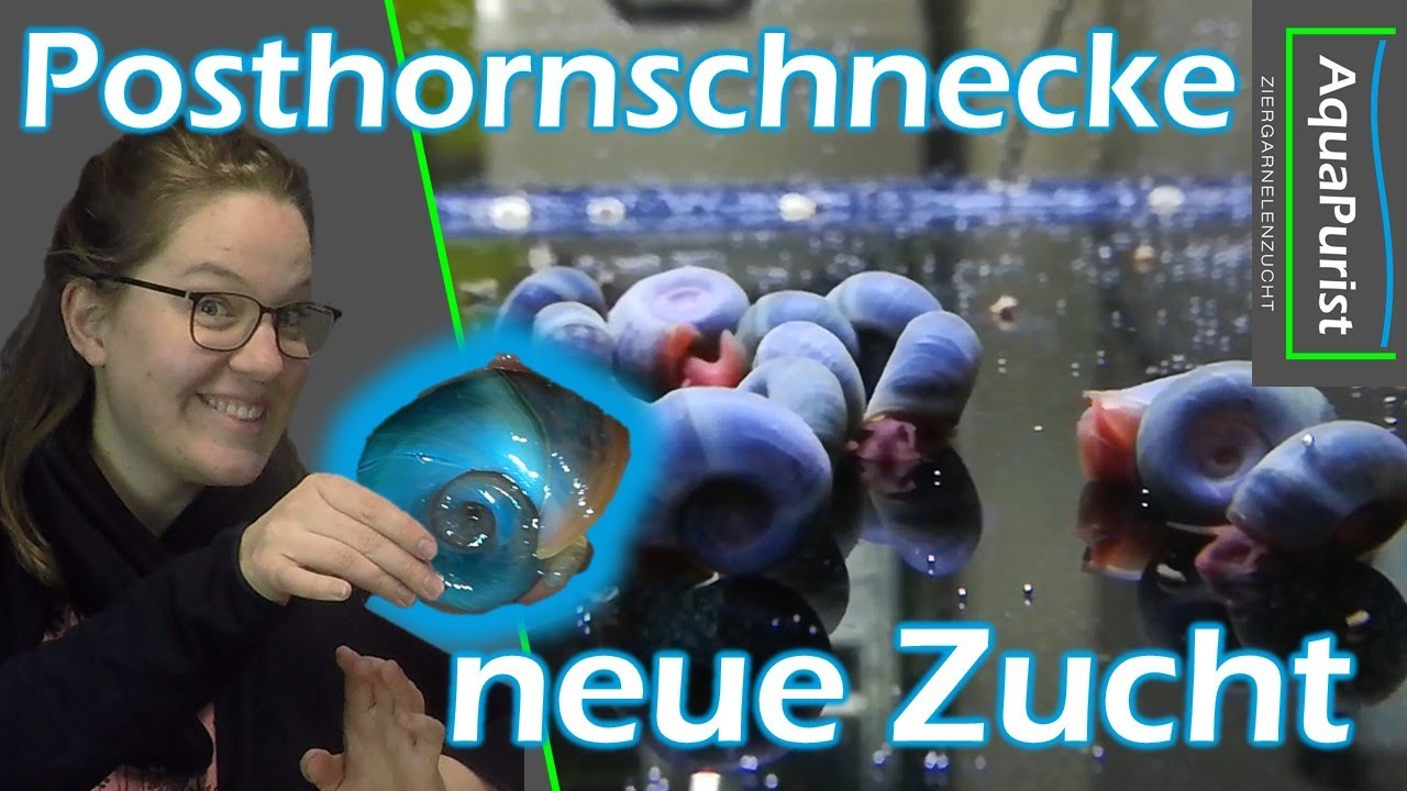 Blaue Posthornschnecken selektieren: Teil 2 - Neue Zuchtgruppe komplett neu ansetzen!