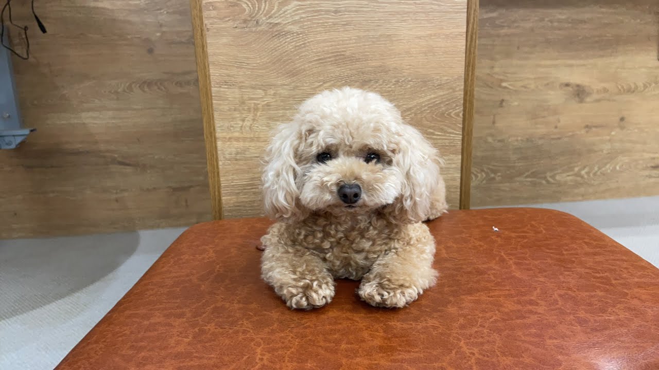 漏れなく可愛い。明日から牧場。