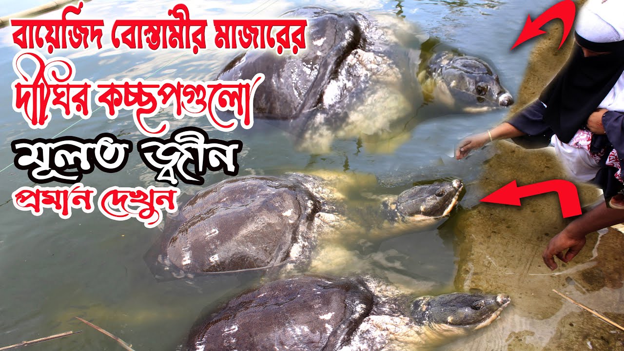 বায়োজিদ বোস্তামী (রঃ) মাজারের কচ্ছপগুলো জ্বিন প্রমান দেখুন | Bayazid Bastami Shrine Chattogram ||