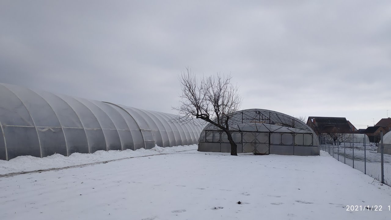 Виноград в теплице, сильная влажность зимой! 22.01.2021