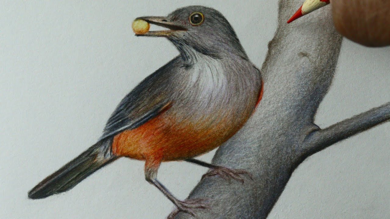 Como desenhar uma Sabiá Laranjeira PASSO A PASSO narrado