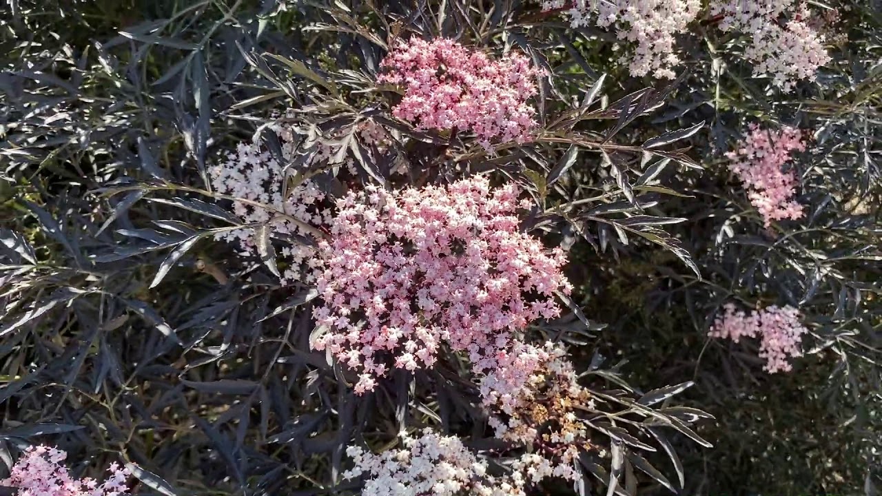 BLACK LACE&reg; Sambucus | Garden Crossings