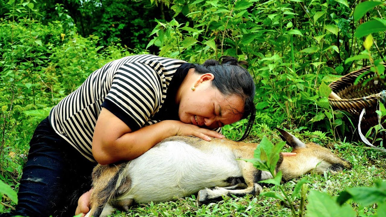 Harvesting passion fruit - A snake attacked my goat. Simple Life DH
