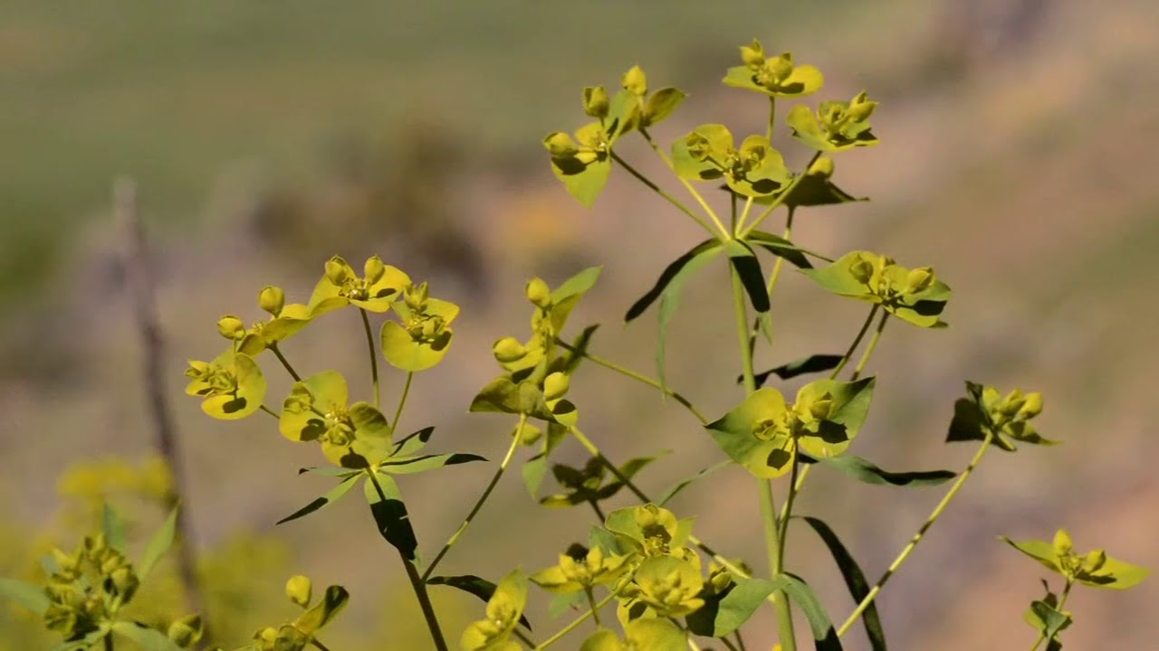 Montana Weed Control Association | Leafy Spurge