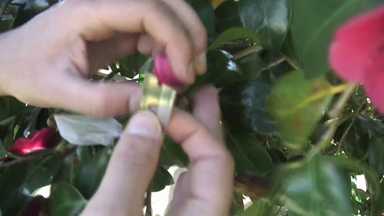 Camellia Breeding Process