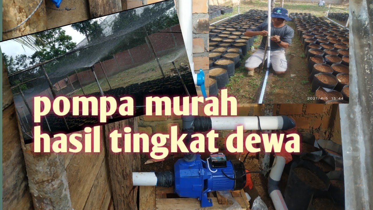 review pompa air jetpump 500 surya guna untuk pembibitan kelapa sawit | sawitmaniaindonesia|