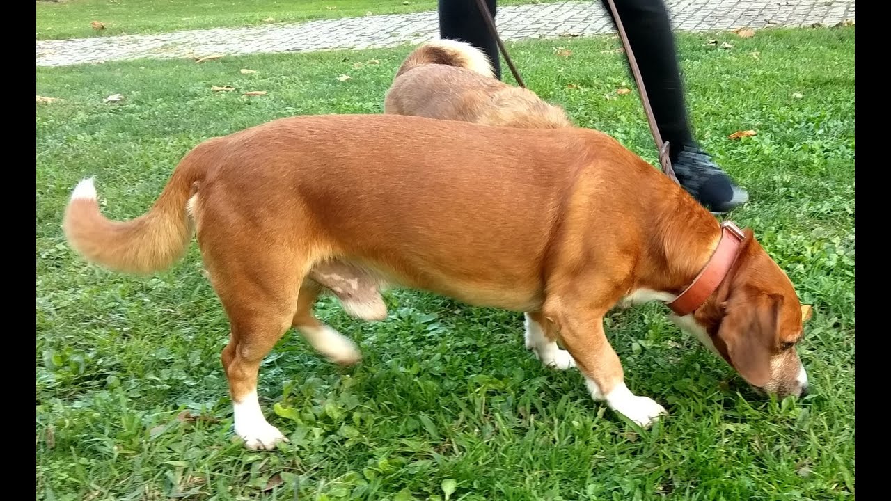 Adiestramiento canino Darwin: Ejercicio Nº11. Juegos de olfato