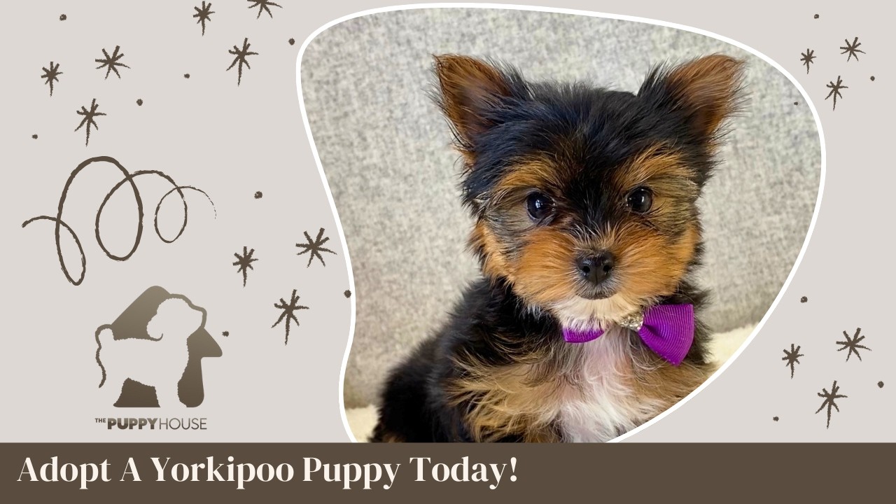 Violet | The Puppy House