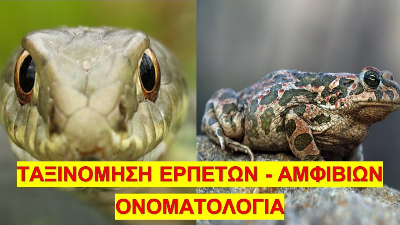 Ταξινόμηση ερπετών & αμφιβίων, Ονοματολογία | ΕΛΛΗΝΙΚΗ ΕΡΠΕΤΟΠΑΝΙΔΑ #1