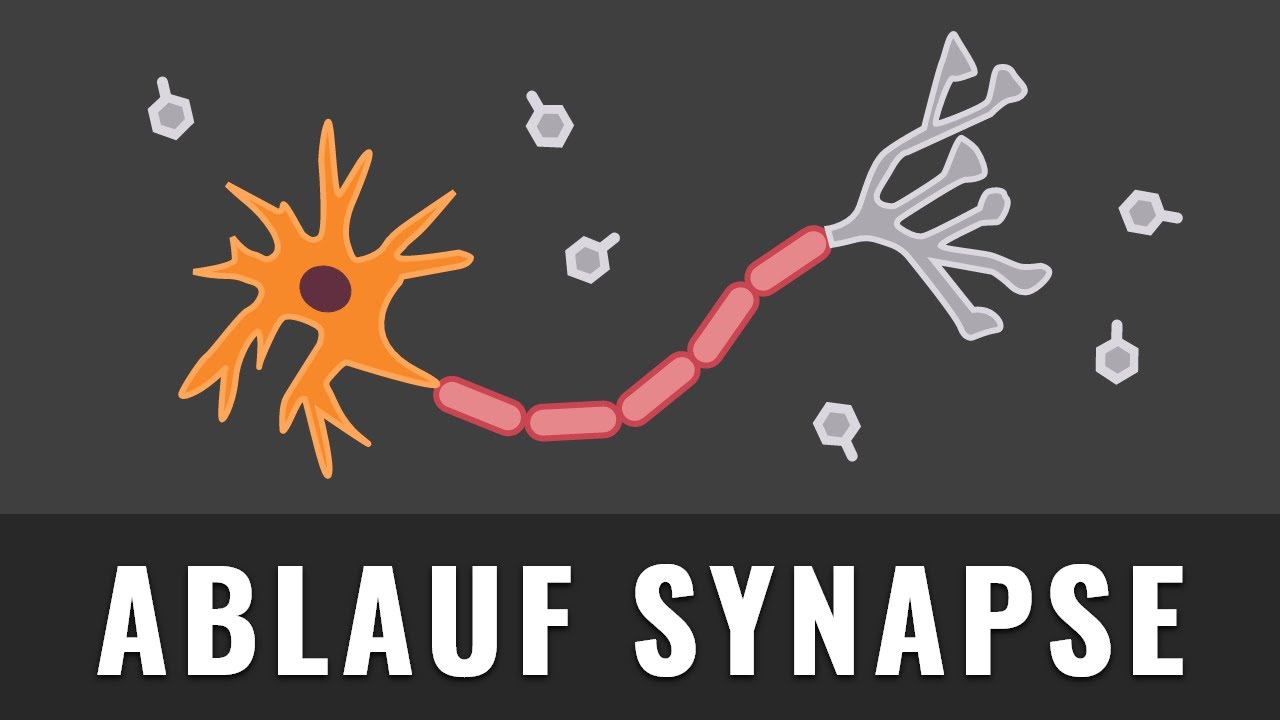 Synapse | Ablauf bei der Erregungs&uuml;bertragung | Biologie | Erregende Synapsen erkl&auml;rt
