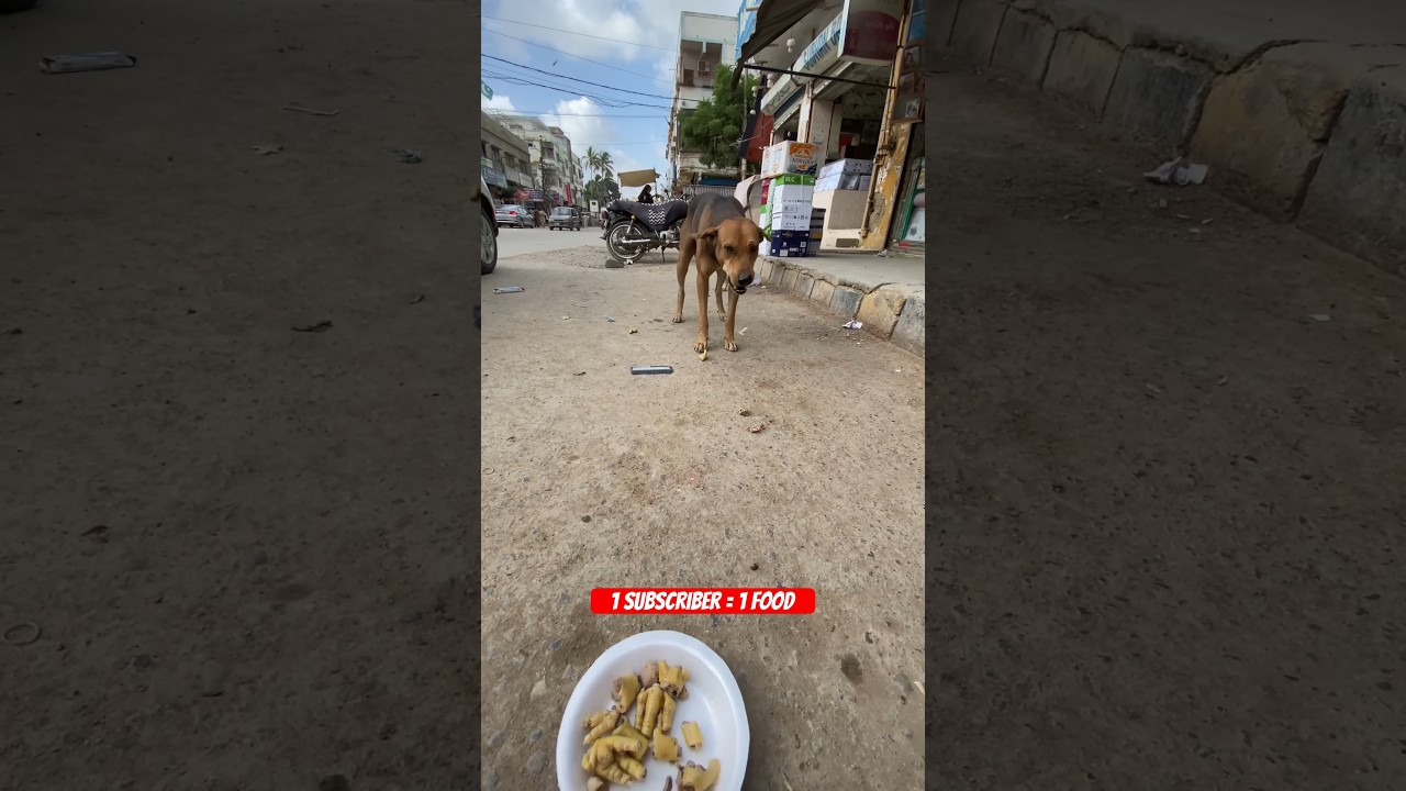 Feeding Street Dogs 💯 #shorts