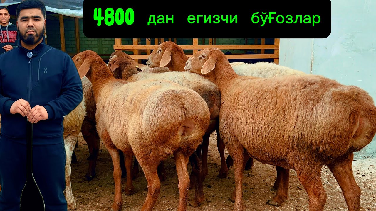 Бекзодбек йирик бўғозларни 500 дан арзонлатди💰🔥